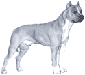 Picture of an American Staffordshire Terrier Dog