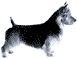 Picture of an Australian Terrier Dog