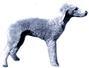 Picture of a Bedlington Terrier Dog