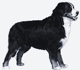 Picture of a Bernese Mountain Dog