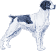 Picture of a Brittany Dog