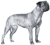 Picture of a Bull Mastiff - Bullmastiff Dog