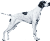 Picture of a Pointer Dog