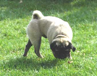 Pug Dog Picture Image