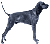Picture of a Redbone Coonhound Dog