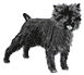 Picture of Affenpinscher Dog