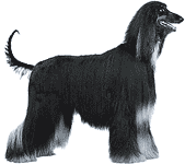 Picture of an Afghan Hound Dog