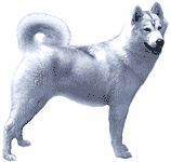 Picture of an Akita Dog