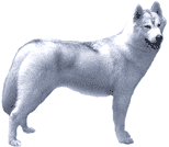 Picture of an Alaskan Malamute Dog