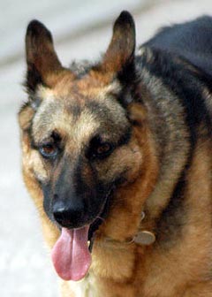 Alsatian Dog Picture Image