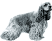 Picture of an American Cocker Spaniel Dog