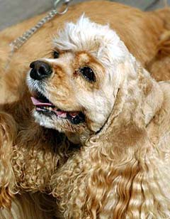 American Cocker Spaniel Dog Picture Image