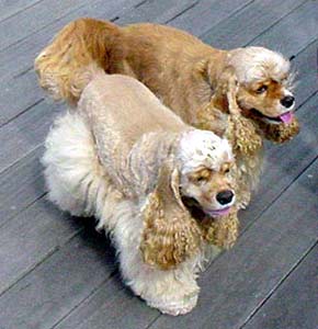 American Cocker Spaniels Dog Picture Image