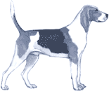 Picture of an American Foxhound Dog