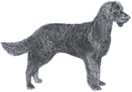 Picture of an American Water Spaniel Dog