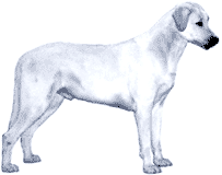 Picture of an Anatolian Shepherd Dog