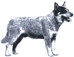 Picture of an Australian Cattle Dog