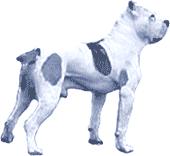Picture of a Bandog