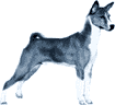 Picture of a Basenji Dog