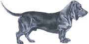 Picture of a Basset Hound Dog
