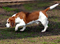 Basset Hound Dog Picture Image