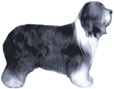 Picture of a Bearded Collie Dog