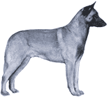 Picture of a Belgian Malinois Dog