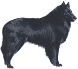 Picture of a Belgian Sheepdog