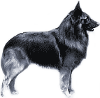 Picture of a Belgian Tervuren Dog