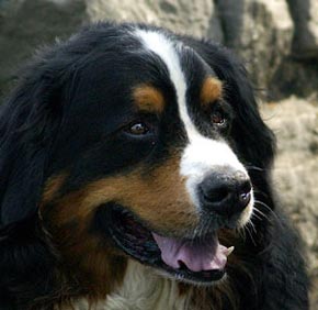 Bernese Cattle Dog Picture Image
