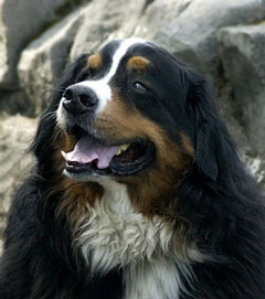 Bernese Mountain Dog Picture Image