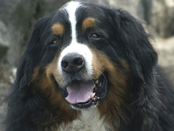 Bernese Dog Picture Image