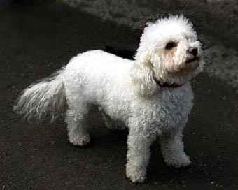 Bichon Frise Dog Picture Image