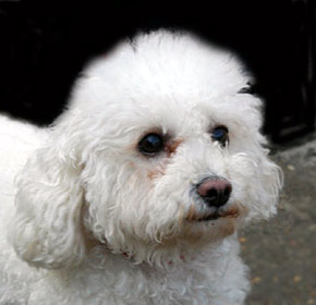 Bichon Dog Picture Image
