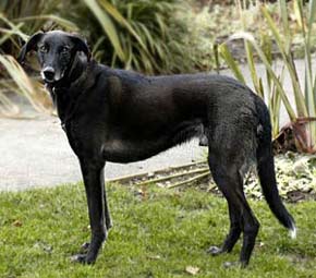 Big Black Dog Picture Image