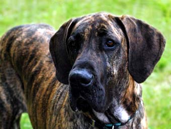 Big Great Dane Dog Picture Image