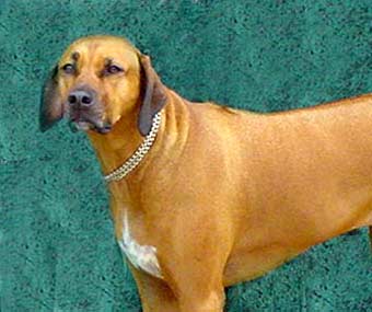 Big Rhodesian Ridgeback Dog Picture Image