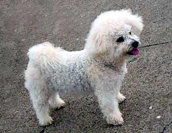 Bishon Friese Dog Picture Image