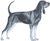 Picture of a Black and Tan Coonhound Dog