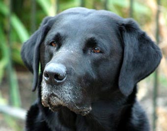 Black Labrador Retriever Dog Picture Image