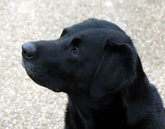 Black Labradour Dog Picture Image
