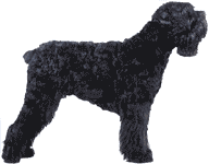 Picture of a Black Russian Terrier Dog