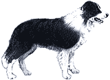 Picture of a Border Collie Dog