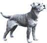 Picture of a Border Terrier Dog