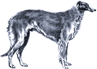 Picture of a Borzoi Dog