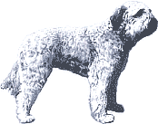 Picture of a Bouvier des Flandres Dog