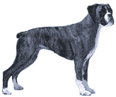 Picture of a Boxer Dog