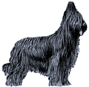 Picture of a Briard Dog