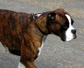 Brown Boxer Dog Picture Image