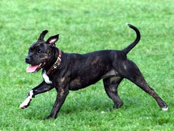 Brown Bull Terrier Dog Picture Image